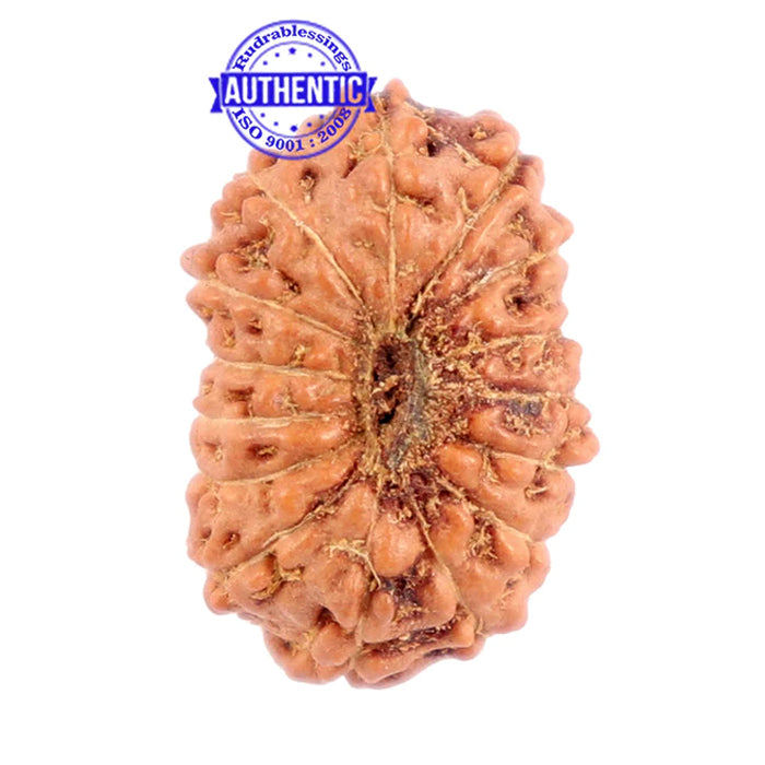 15 Mukhi Indonesian Rudraksha - Bead No. 224