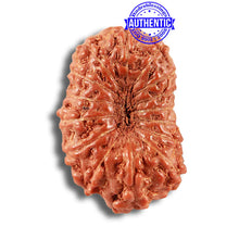 Load image into Gallery viewer, 15 Mukhi Indonesian Rudraksha - Bead No. 254

