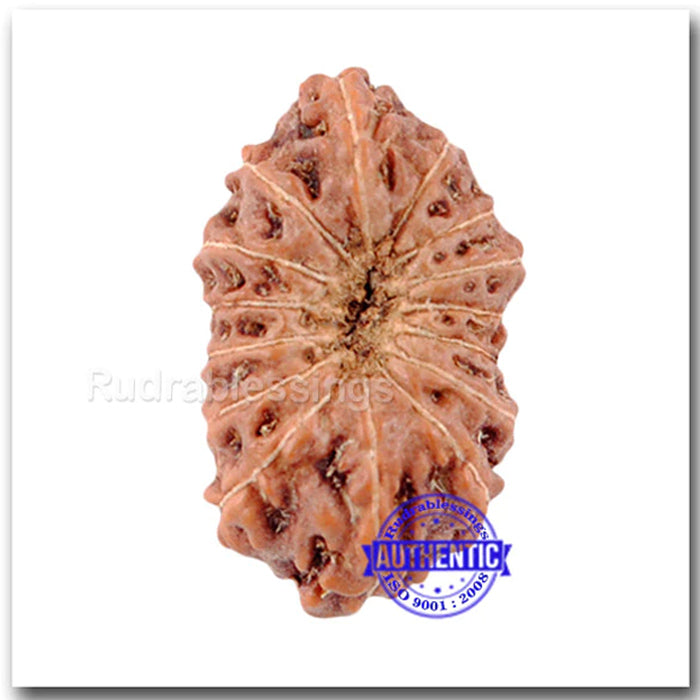 15 Mukhi Indonesian Rudraksha - Bead No. 96