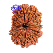 Load image into Gallery viewer, 15 Mukhi Rudraksha from Nepal - Bead No. 28
