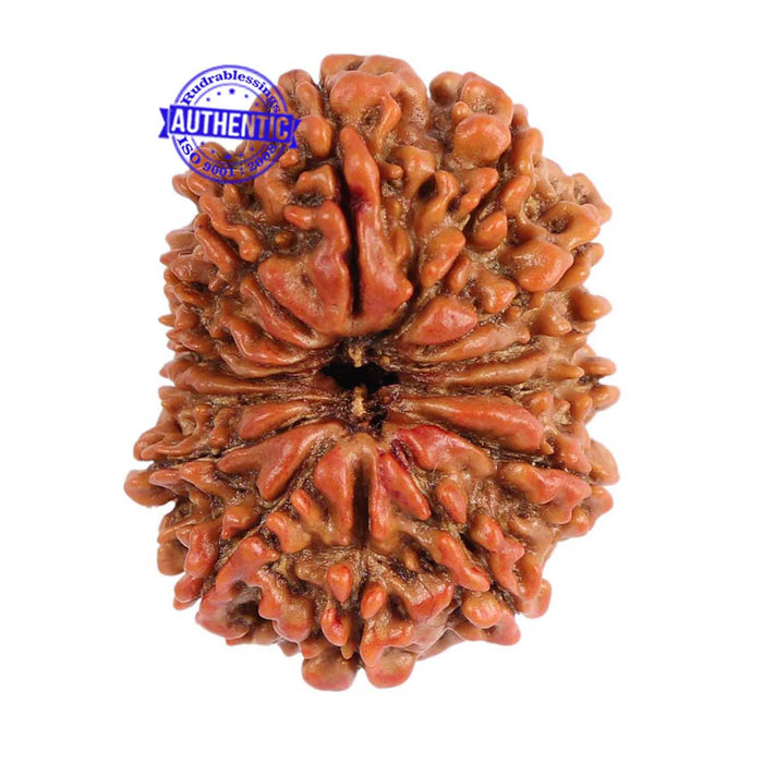 15 Mukhi Rudraksha from Nepal - Bead No. 28