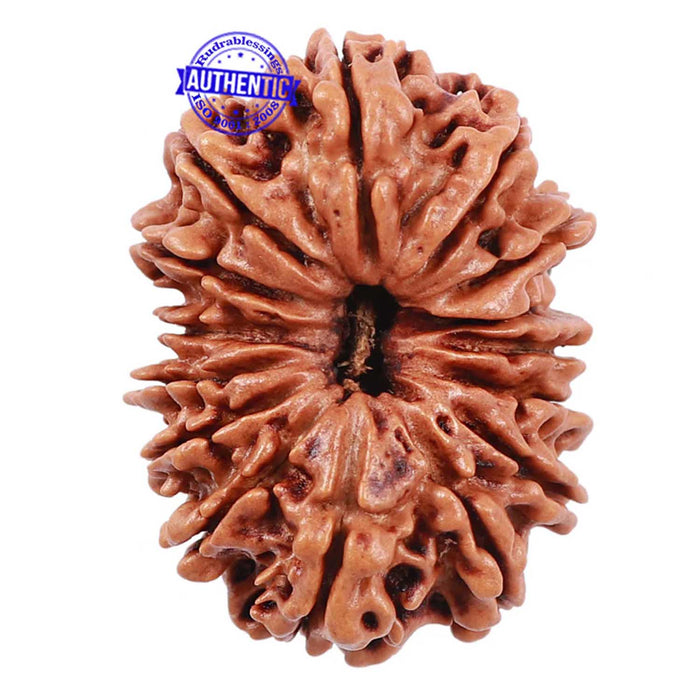15 Mukhi Rudraksha from Nepal - Bead No. 33