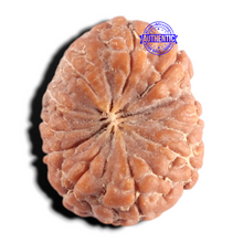 Load image into Gallery viewer, 10 Mukhi Rudraksha from Indonesia - Bead No. 15
