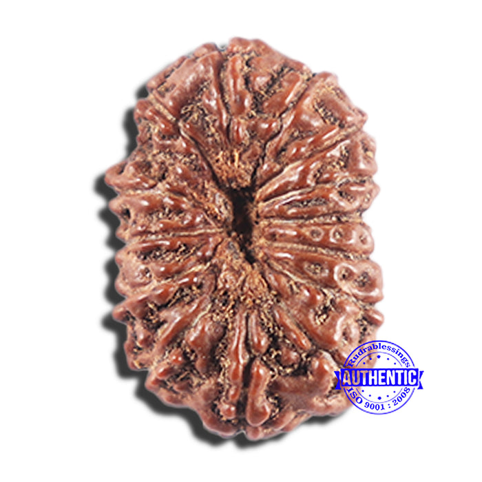 15 Mukhi Indonesian Rudraksha - Bead No.283