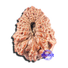 Load image into Gallery viewer, 15 Mukhi Indonesian Rudraksha - Bead No. 285
