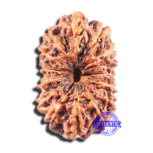 Load image into Gallery viewer, 15 Mukhi Indonesian Rudraksha - Bead No. 286
