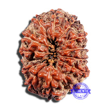 Load image into Gallery viewer, 15 Mukhi Indonesian Rudraksha - Bead No. 287
