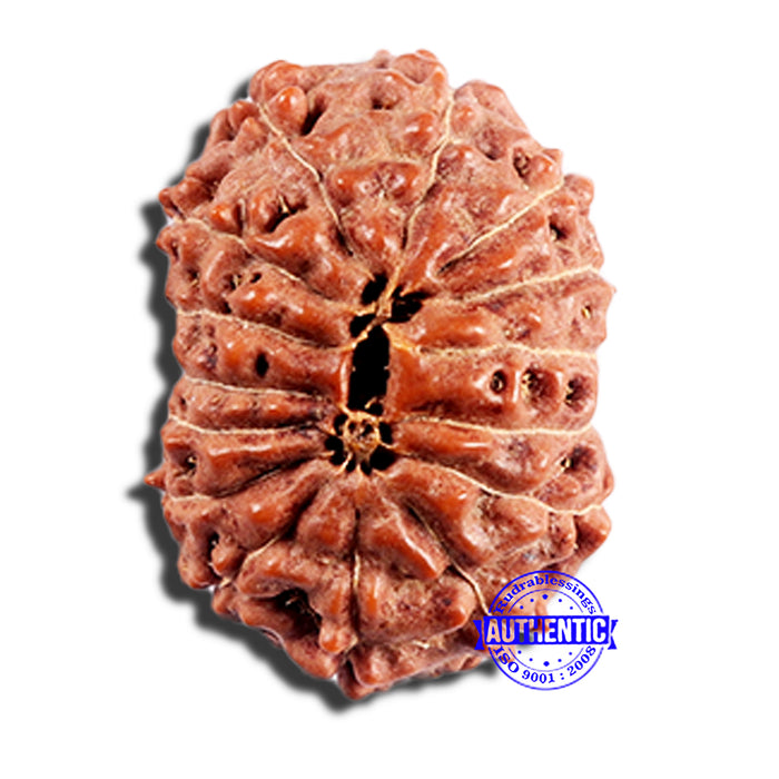 15 Mukhi Indonesian Rudraksha - Bead No. 288