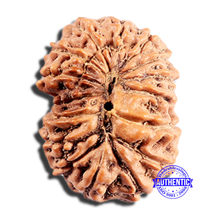 15 Mukhi Indonesian Rudraksha - Bead No. 289