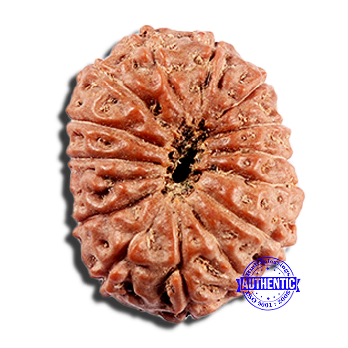 15 Mukhi Indonesian Rudraksha - Bead No. 291