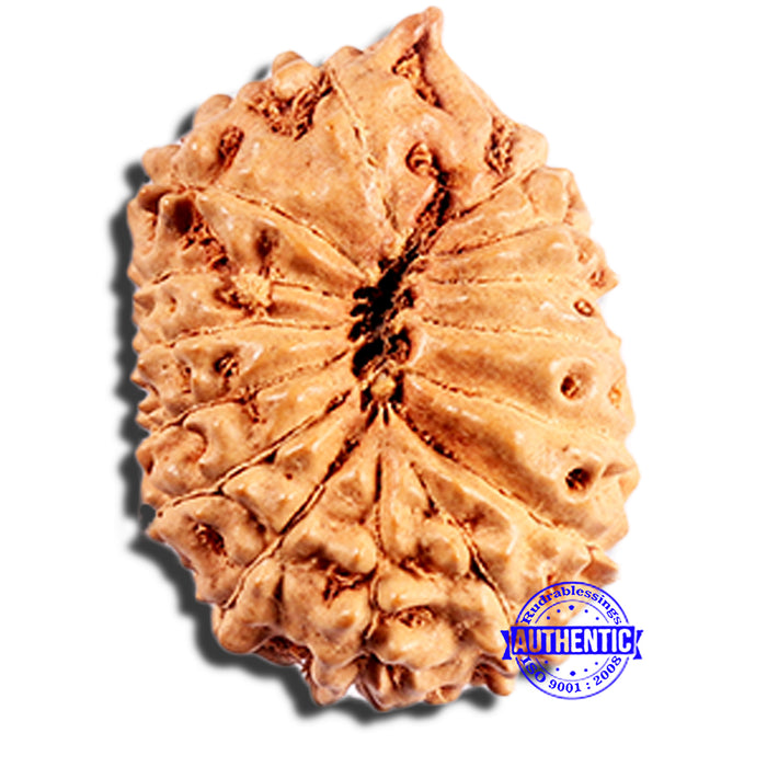15 Mukhi Indonesian Rudraksha - Bead No. 292