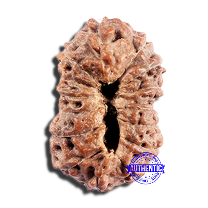 15 Mukhi Indonesian Rudraksha - Bead No. 293