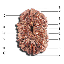 Load image into Gallery viewer, 15 Mukhi Indonesian Rudraksha - Bead No.283
