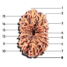Load image into Gallery viewer, 15 Mukhi Indonesian Rudraksha - Bead No. 286
