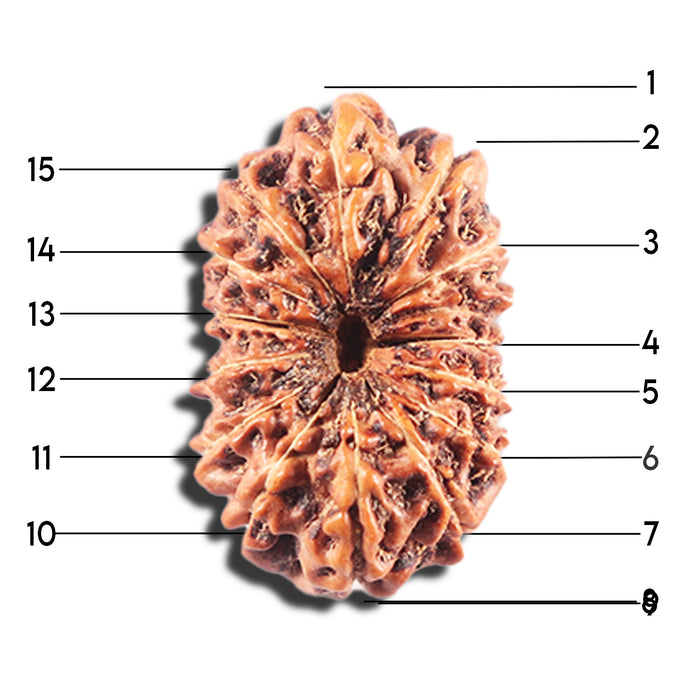 15 Mukhi Indonesian Rudraksha - Bead No. 286