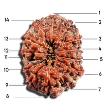 Load image into Gallery viewer, 15 Mukhi Indonesian Rudraksha - Bead No. 287

