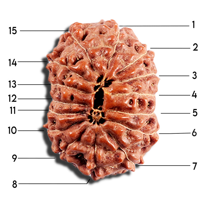 15 Mukhi Indonesian Rudraksha - Bead No. 288