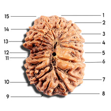 Load image into Gallery viewer, 15 Mukhi Indonesian Rudraksha - Bead No. 289
