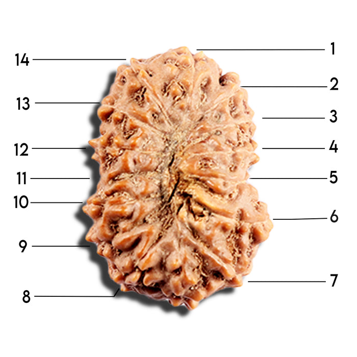 15 Mukhi Indonesian Rudraksha - Bead No. 290