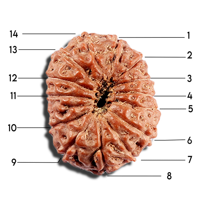 15 Mukhi Indonesian Rudraksha - Bead No. 291