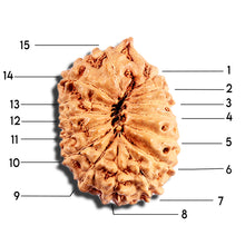 Load image into Gallery viewer, 15 Mukhi Indonesian Rudraksha - Bead No. 292
