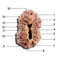 Load image into Gallery viewer, 15 Mukhi Indonesian Rudraksha - Bead No. 293
