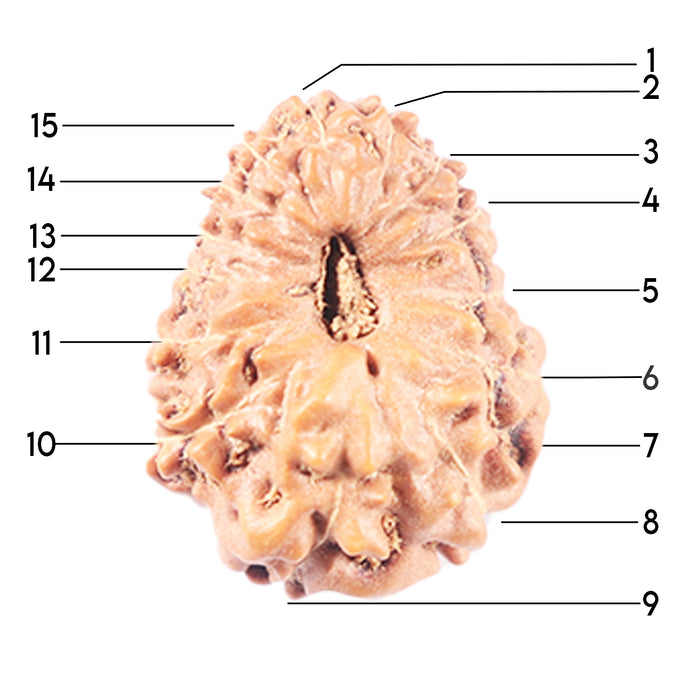 14 mukhi Indonesian Rudraksha -  Bead No. 346