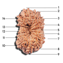 Load image into Gallery viewer, 14 mukhi Indonesian Rudraksha -  Bead No. 355
