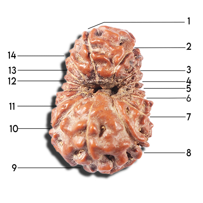 14 mukhi Indonesian Rudraksha -  Bead No. 358