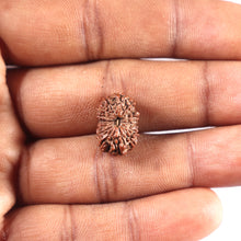 Load image into Gallery viewer, 15 Mukhi Indonesian Rudraksha - Bead No.283
