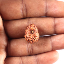 Load image into Gallery viewer, 15 Mukhi Indonesian Rudraksha - Bead No.284
