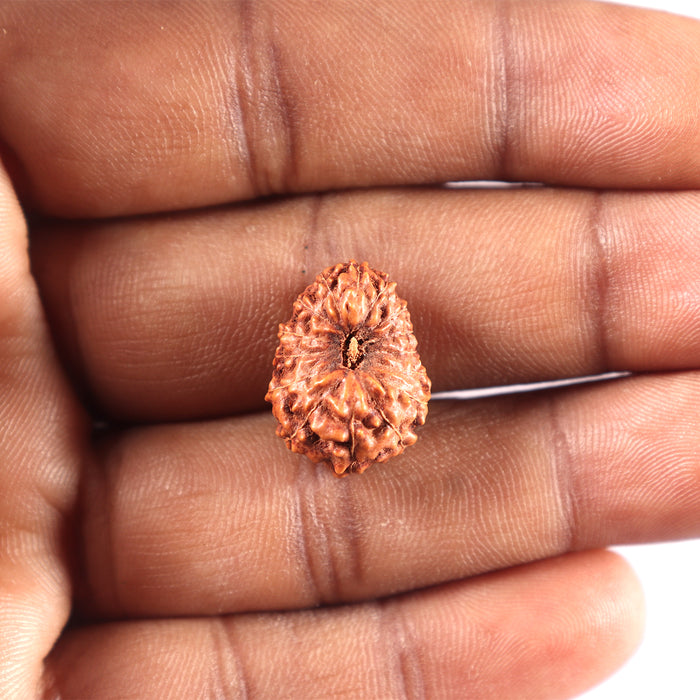15 Mukhi Indonesian Rudraksha - Bead No.284