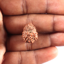 Load image into Gallery viewer, 15 Mukhi Indonesian Rudraksha - Bead No. 285
