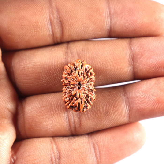 15 Mukhi Indonesian Rudraksha - Bead No. 286