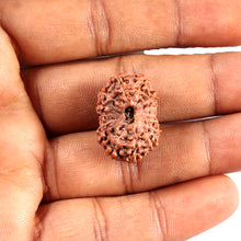 Load image into Gallery viewer, 15 Mukhi Indonesian Rudraksha - Bead No. 288
