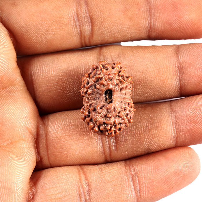 15 Mukhi Indonesian Rudraksha - Bead No. 288