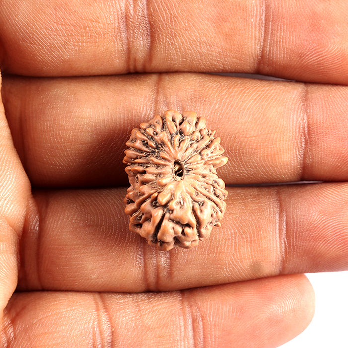 15 Mukhi Indonesian Rudraksha - Bead No. 289