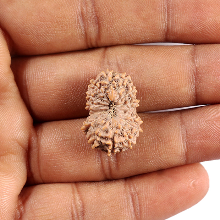 15 Mukhi Indonesian Rudraksha - Bead No. 290