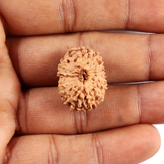 15 Mukhi Indonesian Rudraksha - Bead No. 292