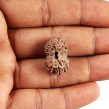 Load image into Gallery viewer, 15 Mukhi Indonesian Rudraksha - Bead No. 293
