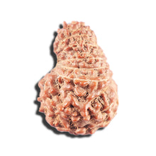 Load image into Gallery viewer, 15 Mukhi Indonesian Rudraksha - Bead No. 285
