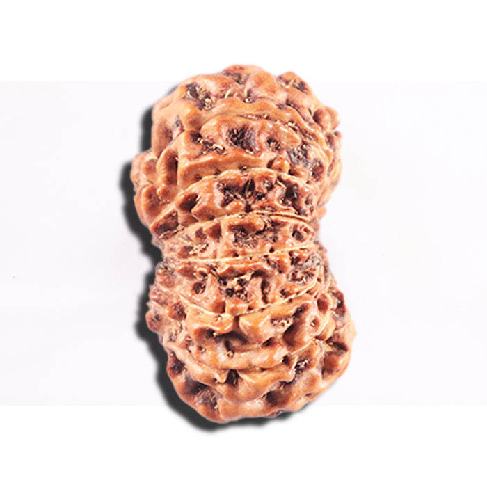 15 Mukhi Indonesian Rudraksha - Bead No. 286