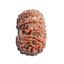 Load image into Gallery viewer, 15 Mukhi Indonesian Rudraksha - Bead No. 287
