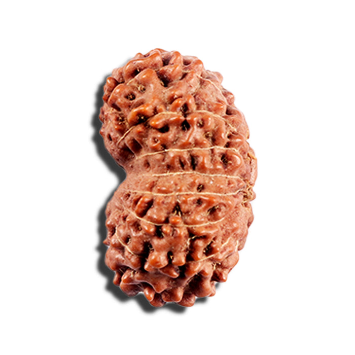 15 Mukhi Indonesian Rudraksha - Bead No. 288