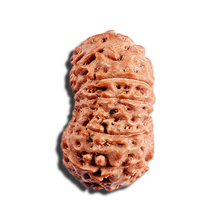 15 Mukhi Indonesian Rudraksha - Bead No. 291