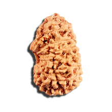 Load image into Gallery viewer, 15 Mukhi Indonesian Rudraksha - Bead No. 292
