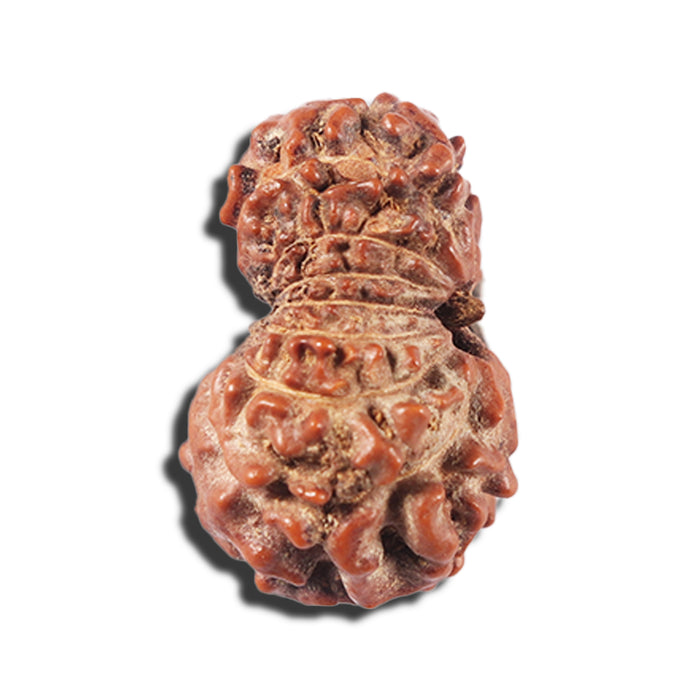 14 mukhi Indonesian Rudraksha -  Bead No. 358