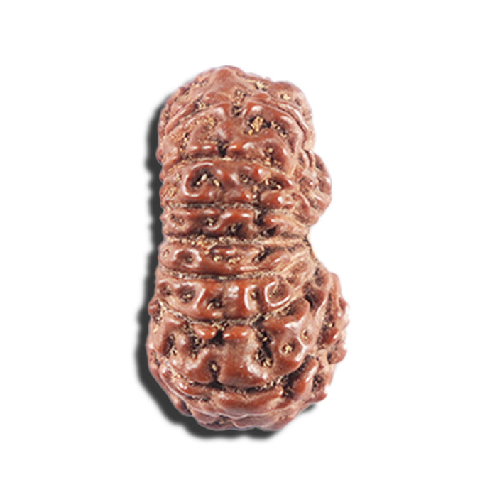 15 Mukhi Indonesian Rudraksha - Bead No.283