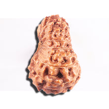 Load image into Gallery viewer, 15 Mukhi Indonesian Rudraksha - Bead No.284
