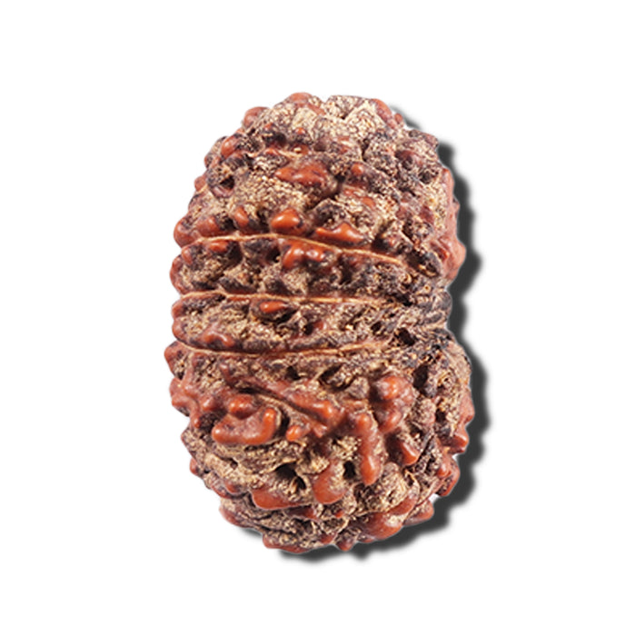 15 Mukhi Indonesian Rudraksha - Bead No. 287